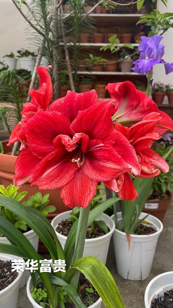 荣华富贵 台朱 大花重瓣