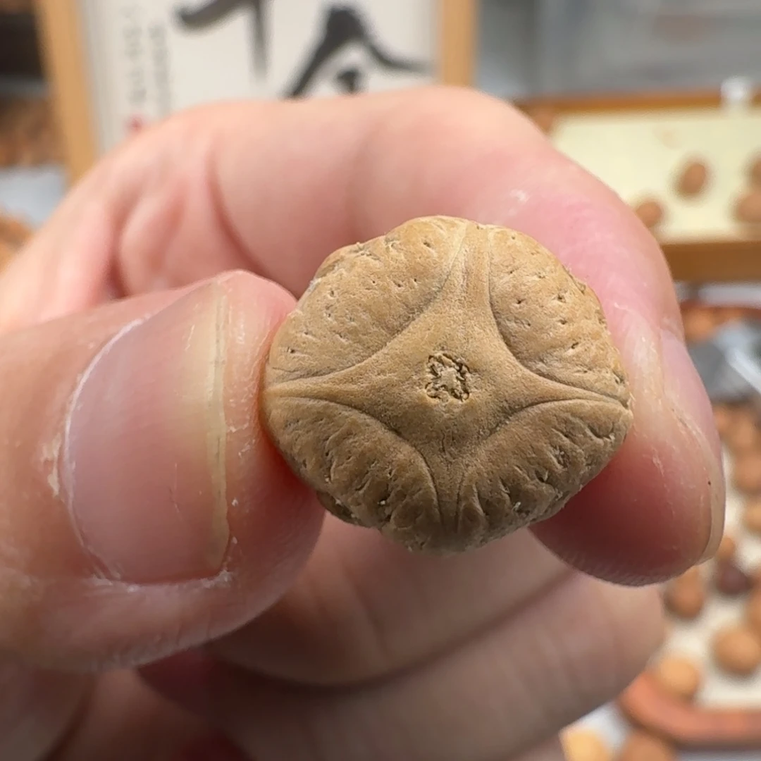 2***.凤眼菩提手串四喜