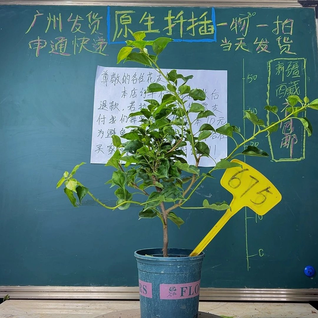 当前无花栽培后可以开花  下播  蒙娜丽莎黄  675