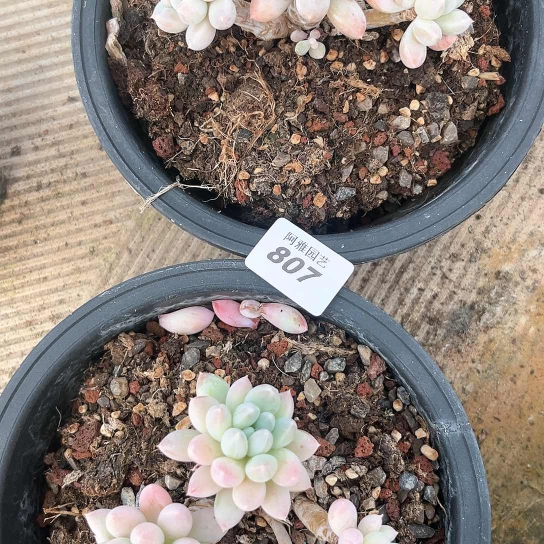 阿雅园艺。         脱土发货807