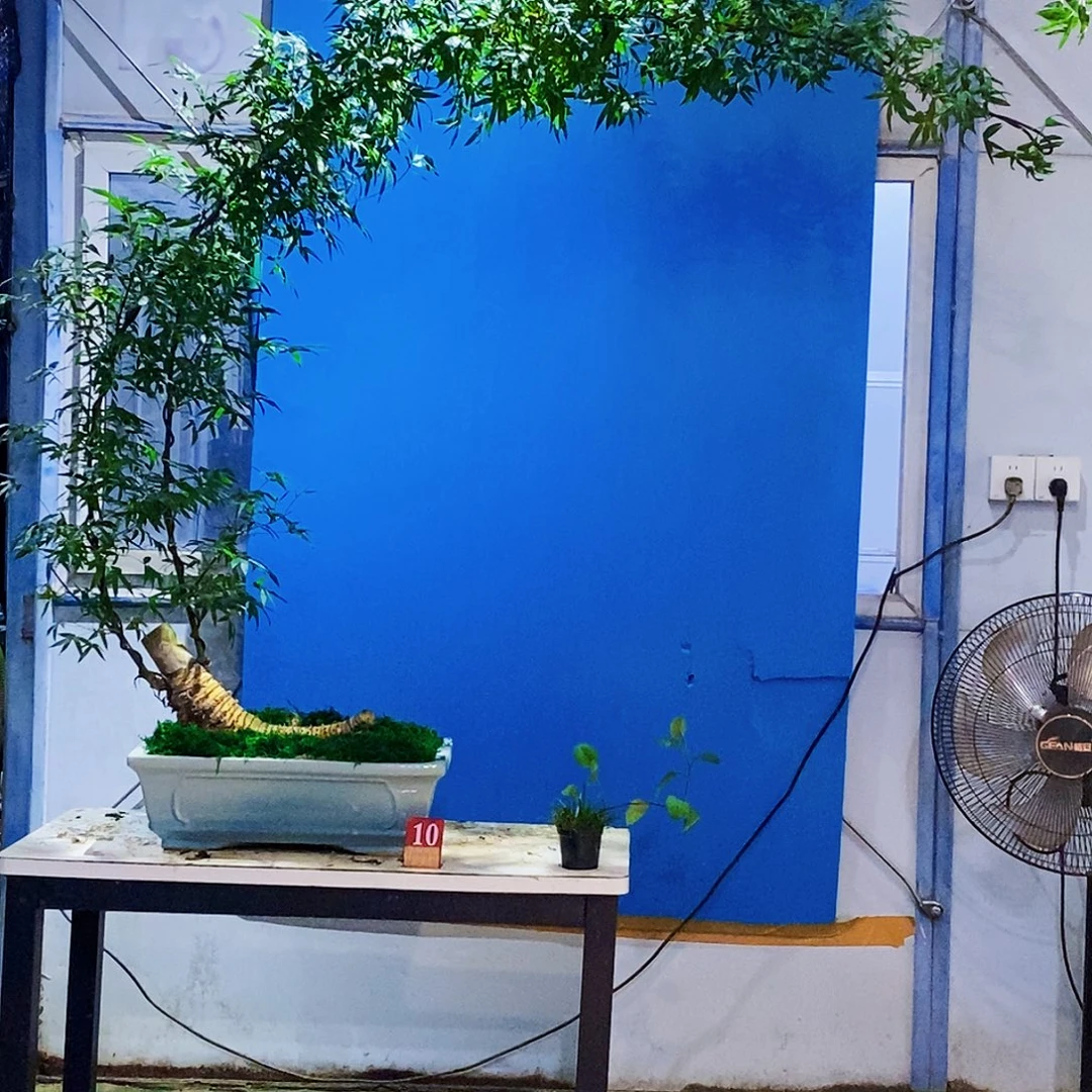 用***9无花朵小叶簕竹一物一拍