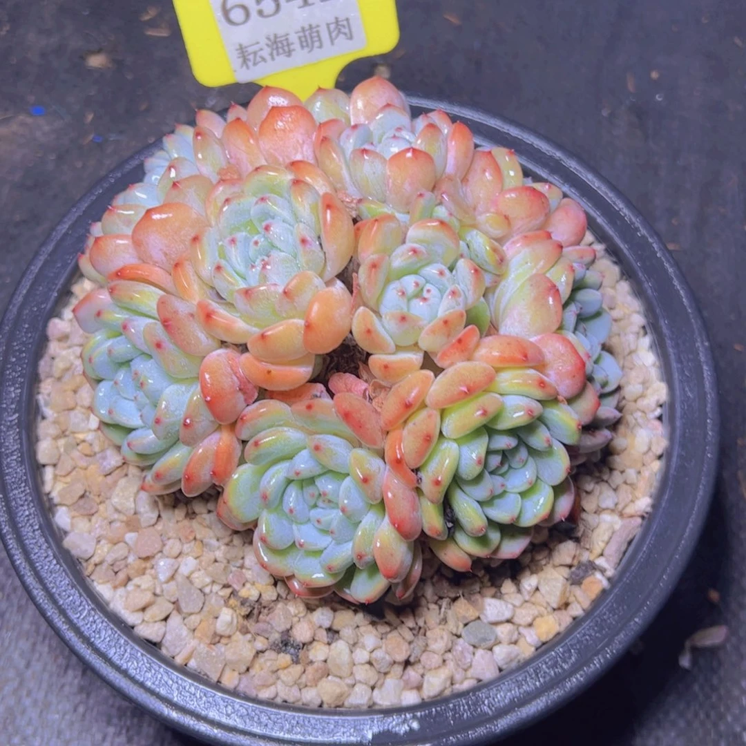 是***吖雪爪6542多肉植物