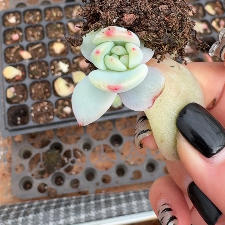 星影福袋一物一拍351