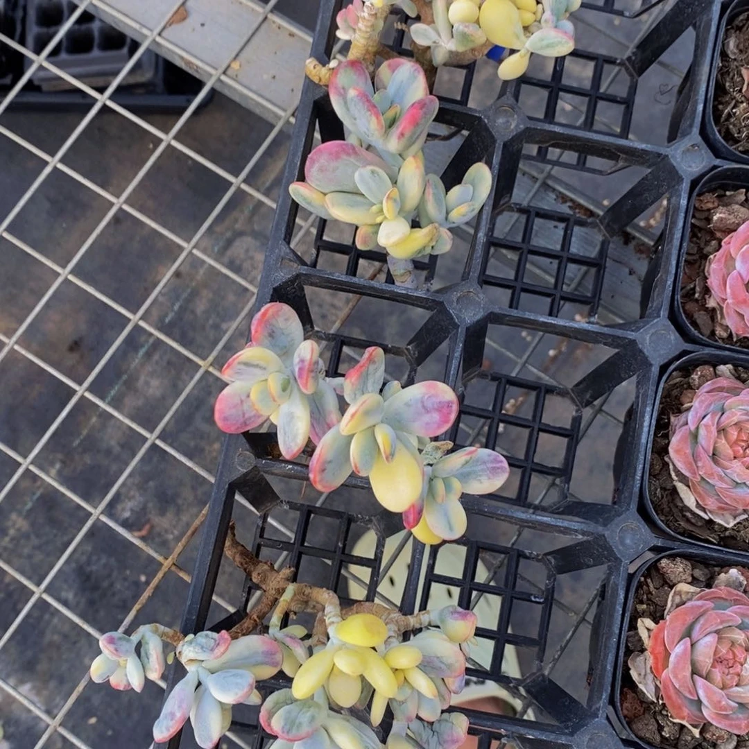 2-乒乓福娘锦群一个