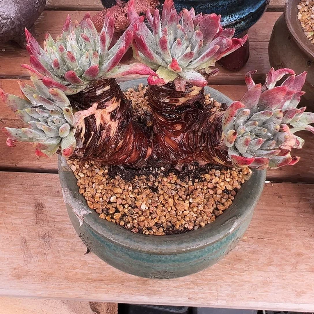 6477海瑟杂交仙女杯多肉