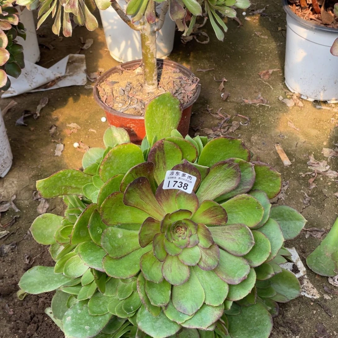 738花月夜多肉法师断枝不包量