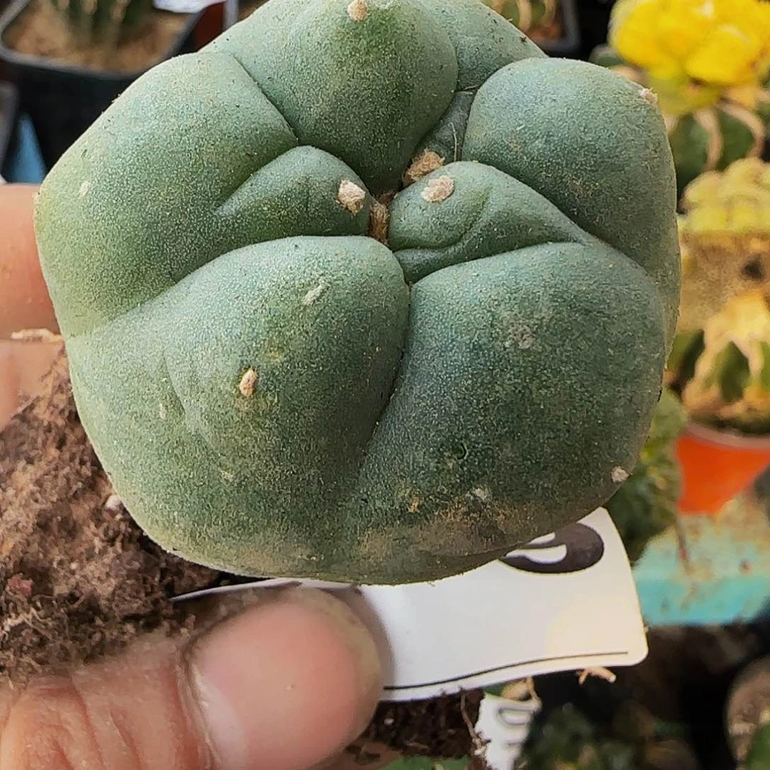 仲永大尤749仙人球