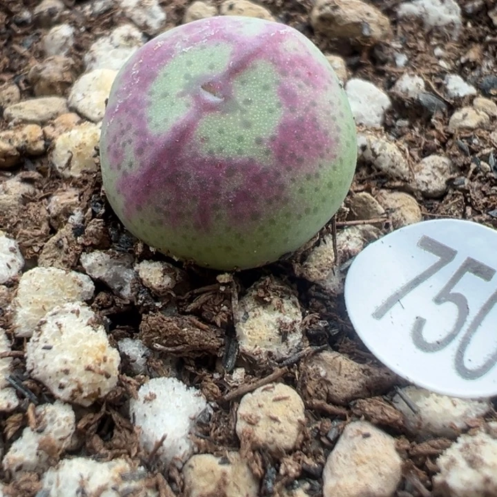 750号11111111111111111