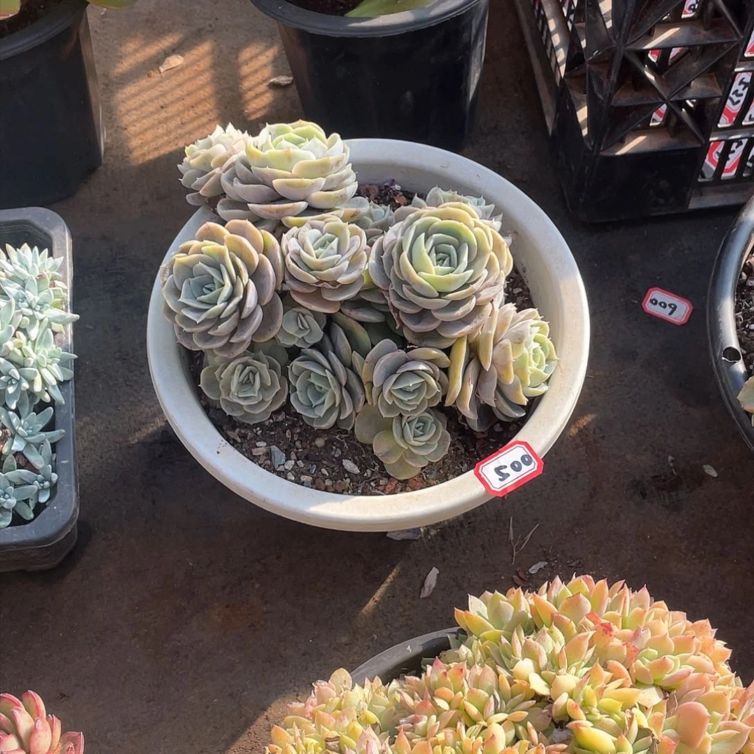 500蓝色惊喜 一物一拍多肉