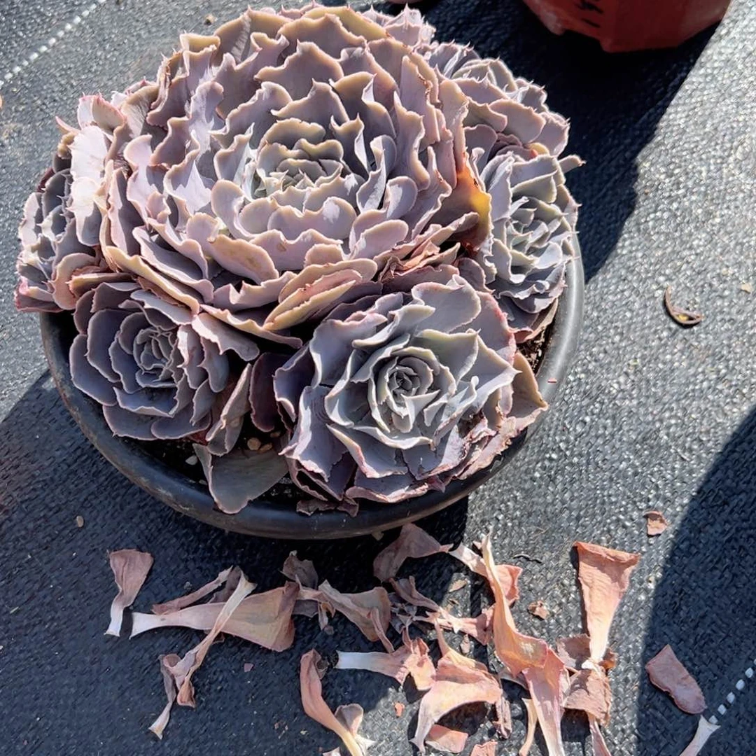 植*沙漠之星多肉植物