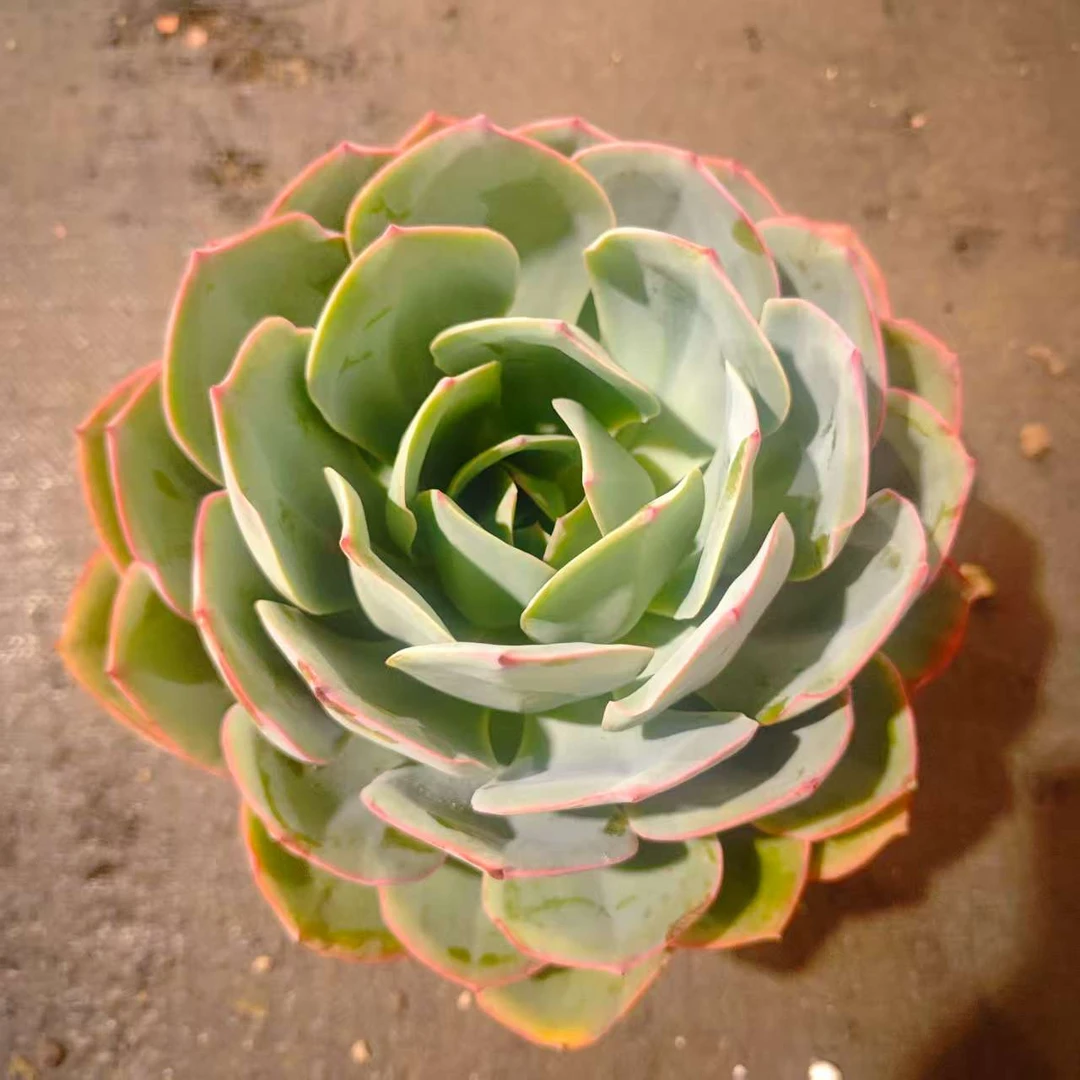 蓝光20+TF 精品多肉植物新手闭眼入阳台庭院一单