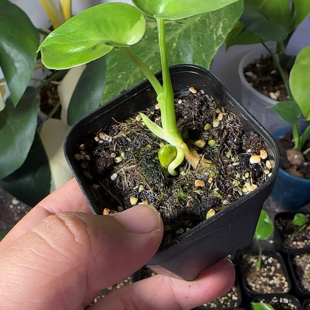 大***东不开花植物龟背竹