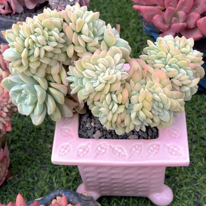 多肉植物 奶油美人缀-4