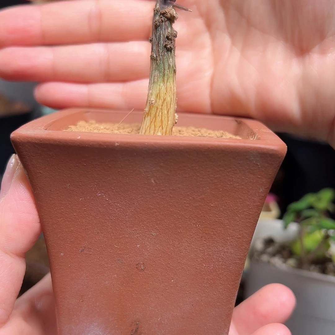 雪花西番莲宝石蓝带盆发货