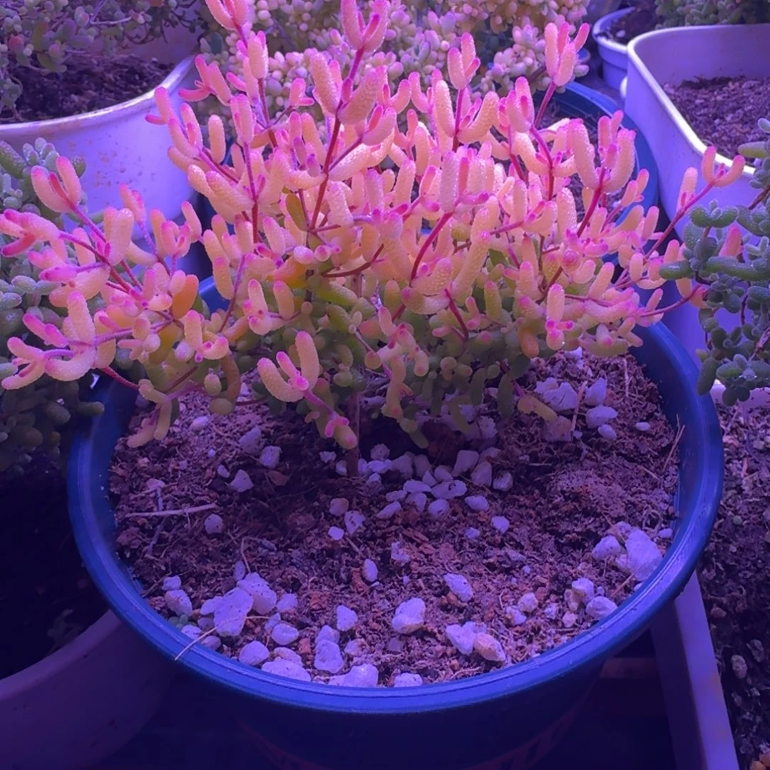 枝干番杏蜜桔糖球