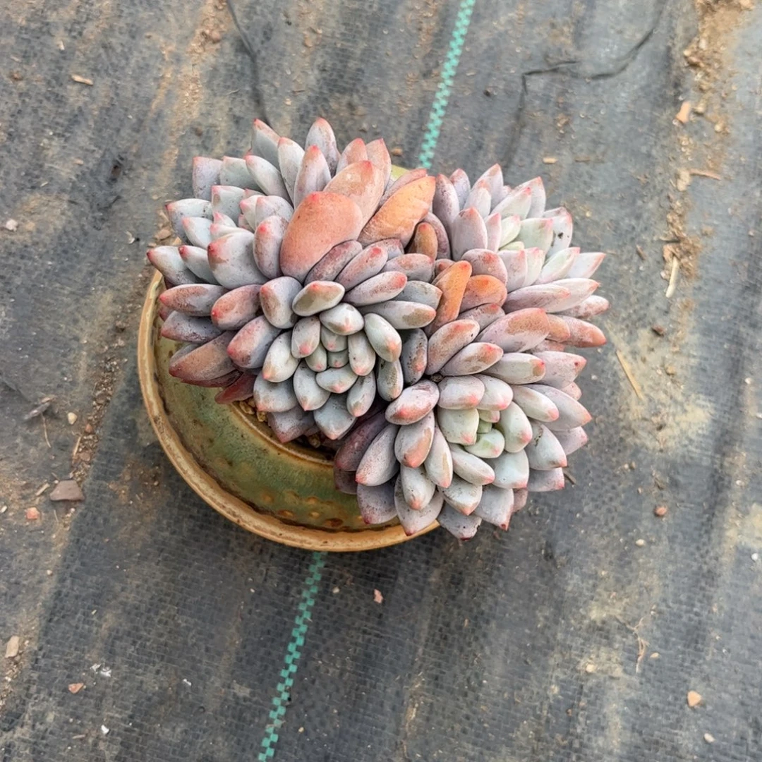 M***言多肉植物保护研究所