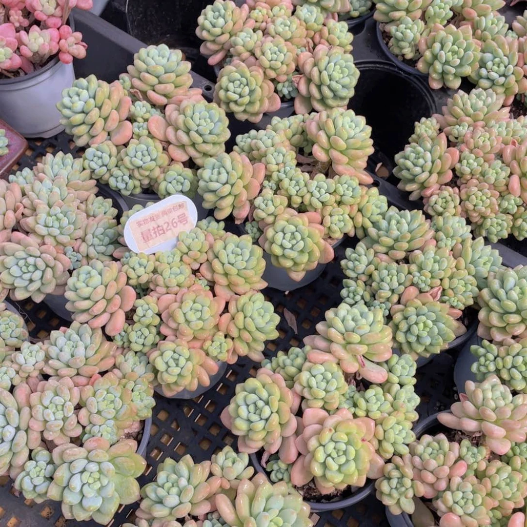 量拍26号 鱼子酱多头大群生一个