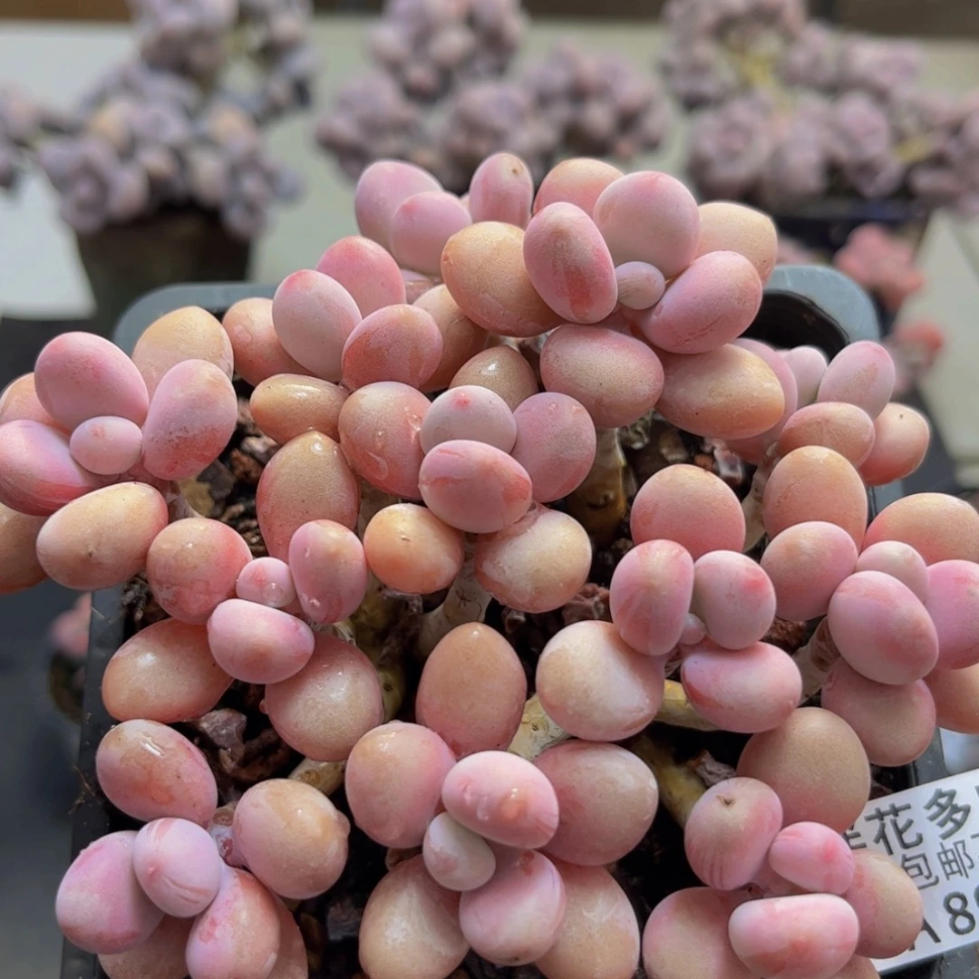 895/10cm糖果桃蛋多肉