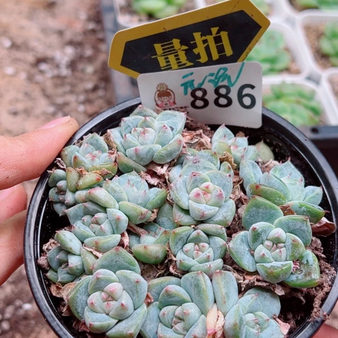 多肉植物多肉植物