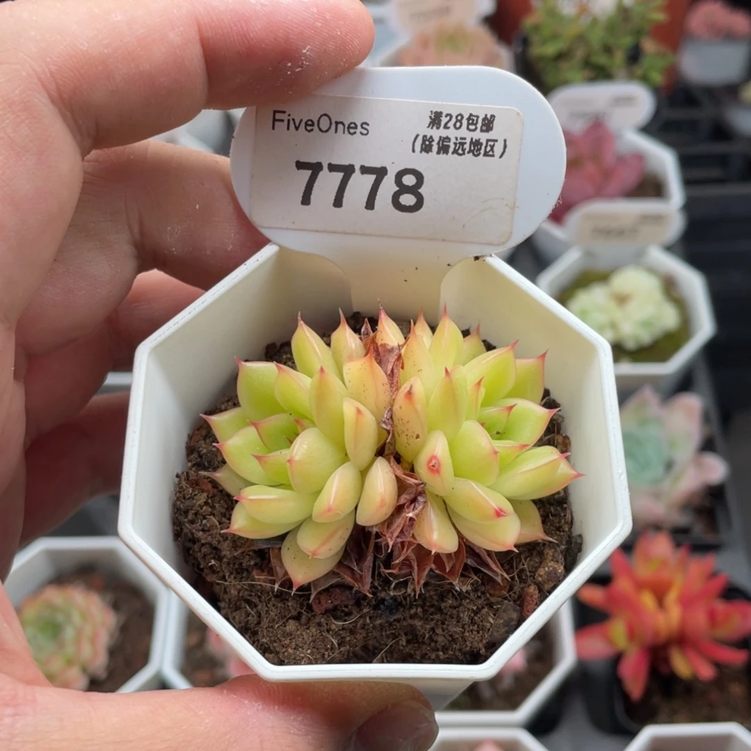 闪光7778-5.5厘米