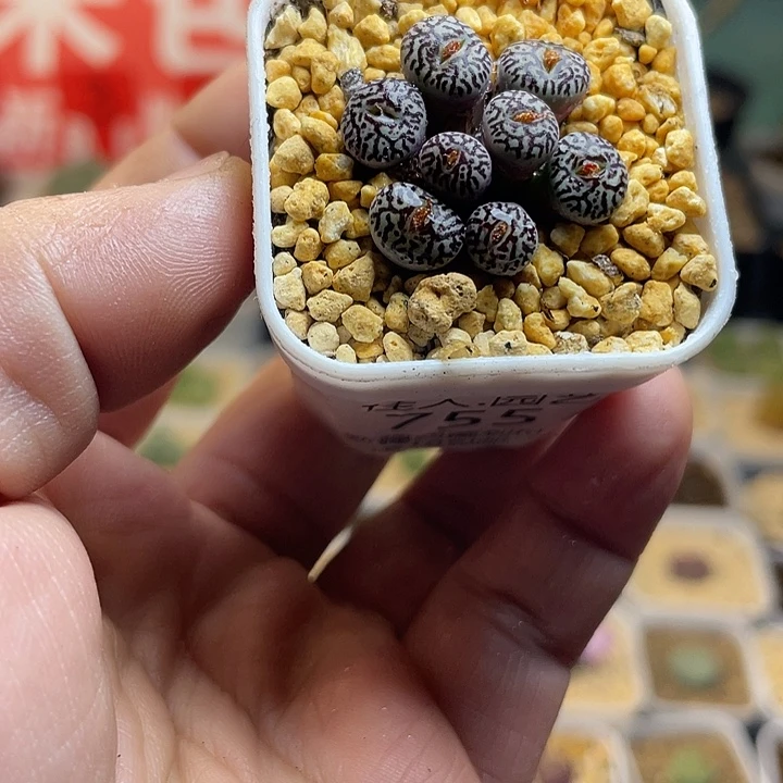 佳人园艺多肉生石花墨755