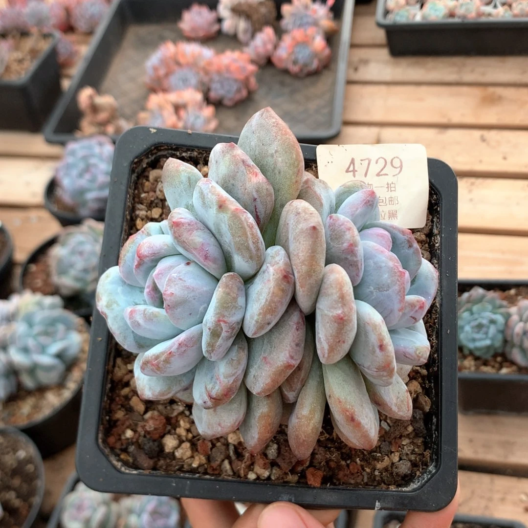10厘米双头星影石化 特价 4729