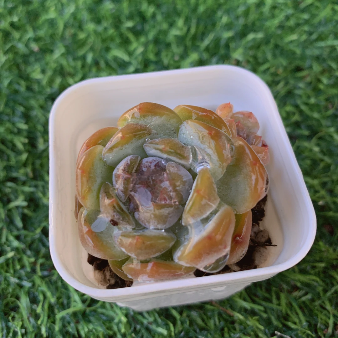 红色恋人单头3-5CM【花界草堂】精品多肉阳台盆栽新手易养一单包邮