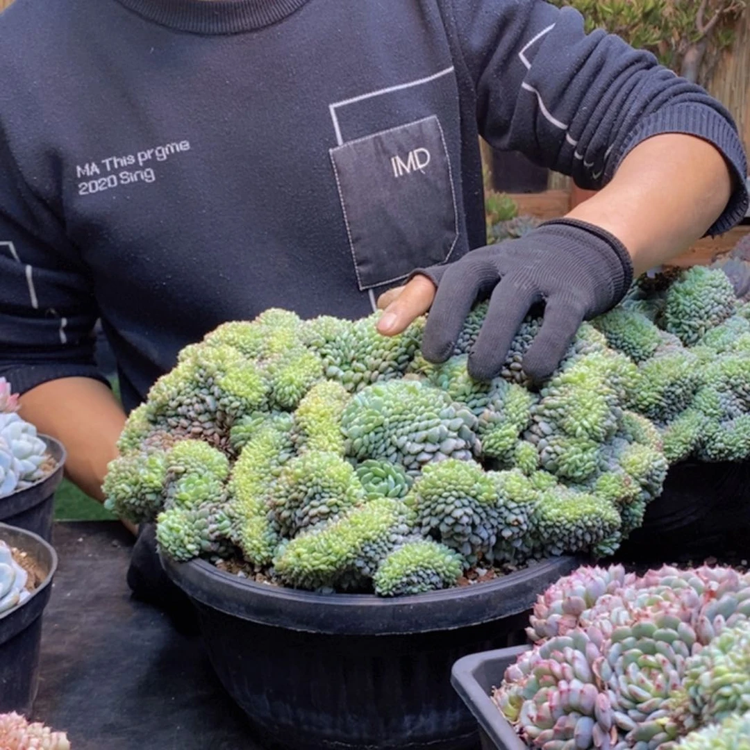 小**子43 号白胖子缀化