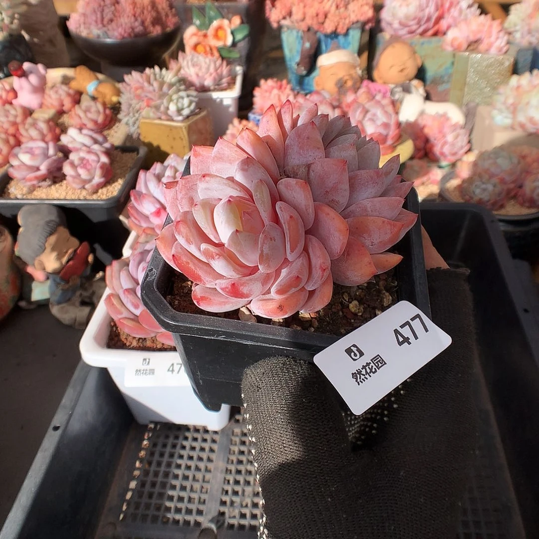 477雪天使多肉植物66666