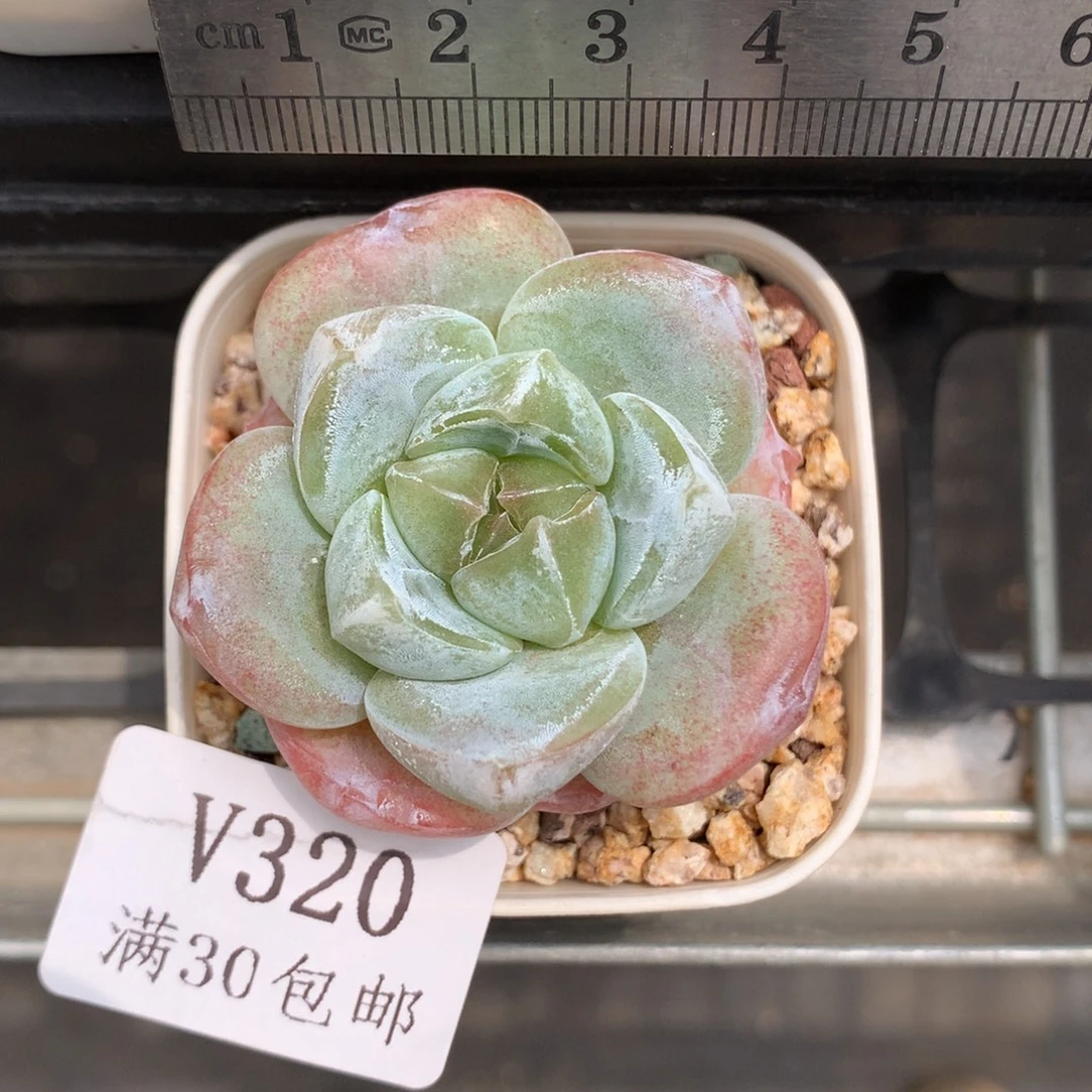 320。翡翠冰玉。单头多肉。