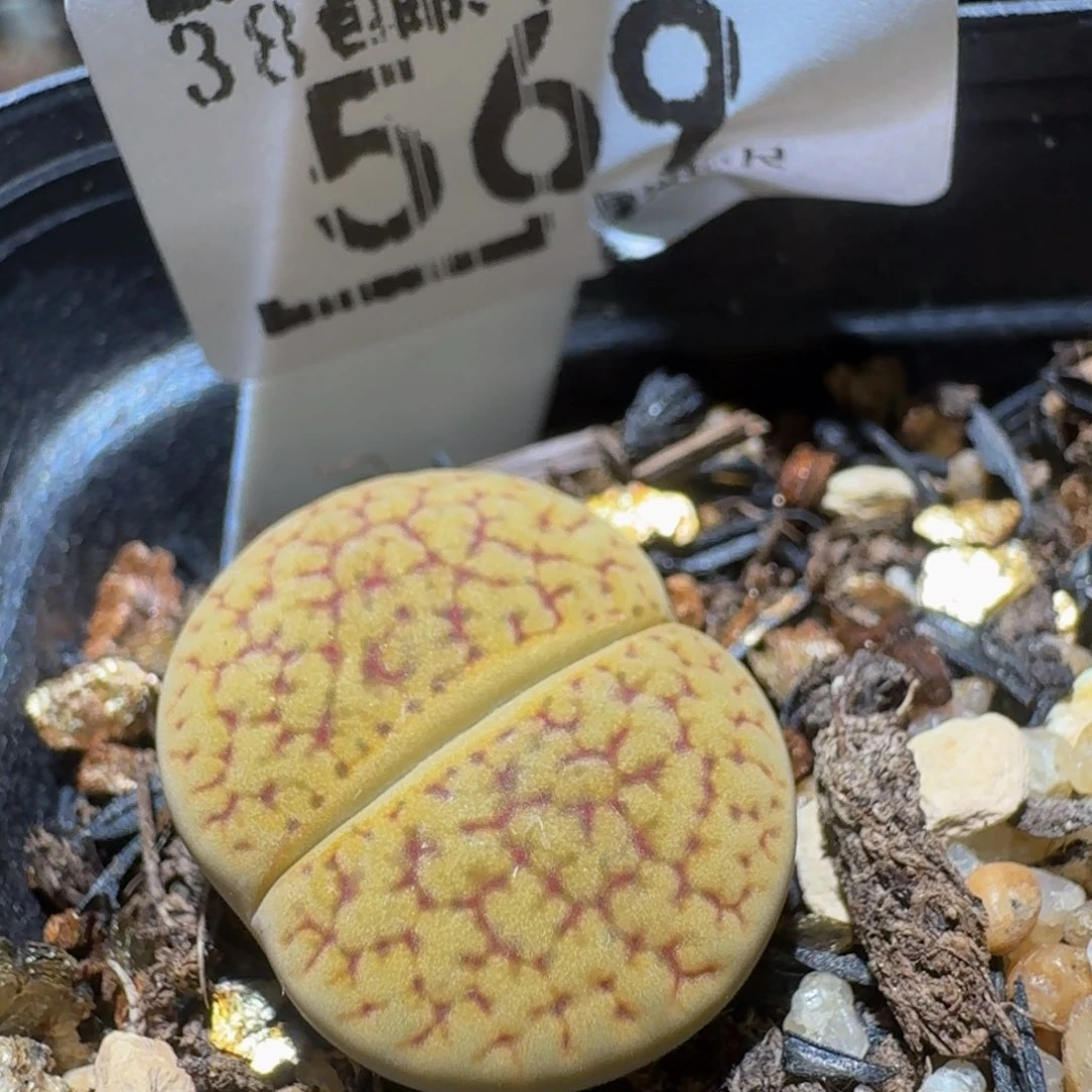 Ssss精品生石花569