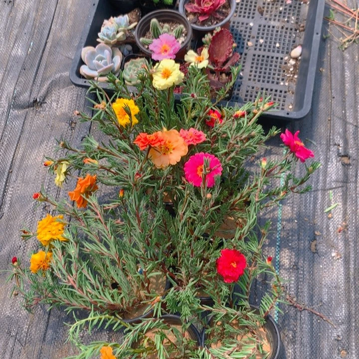 多肉植物套餐一份