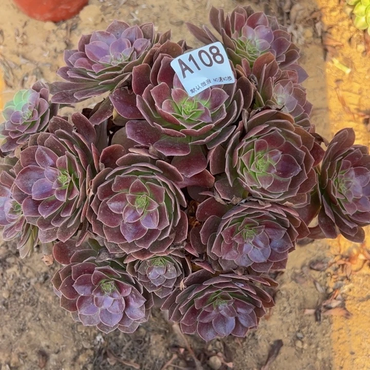 黑膜多肉植物108.