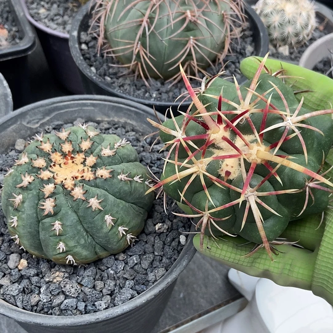 水***穿实生大红鹰，猫爪仙人球