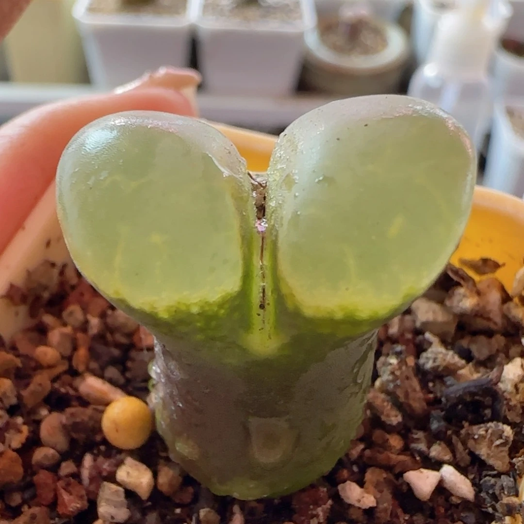 精品风铃玉大翻窗。