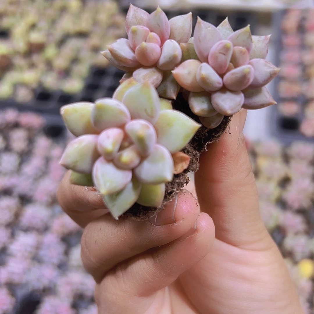 象牙奶5个19包邮多肉植物