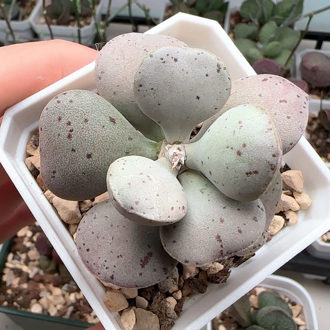 粉蛋水泡多肉植物老桩