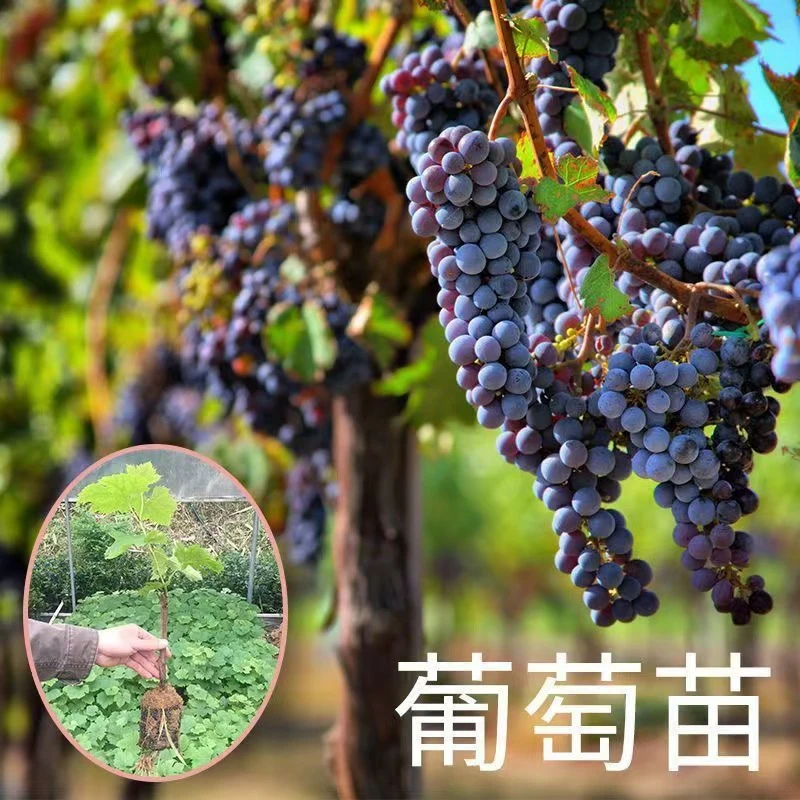 优质嫁接葡萄苗原盆原土南北方抗病抗寒抗病虫盆栽地载好种好管理
