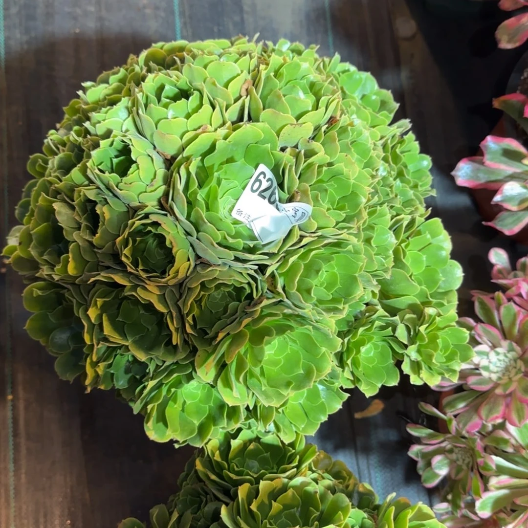 长***馨6265多肉绿羊绒多肉