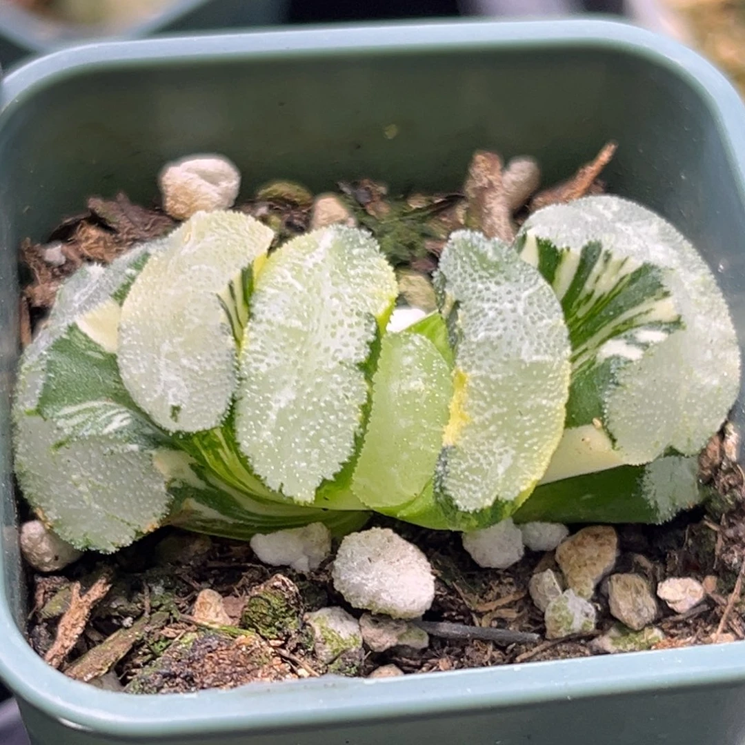 恭喜发财大吉大利2403