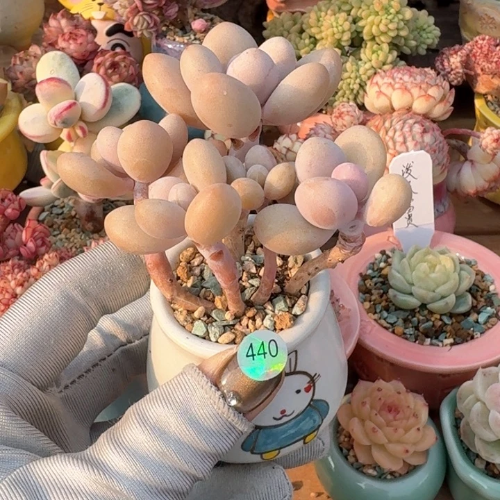 吴*茹440 多肉含盆土 30元包邮 除偏远