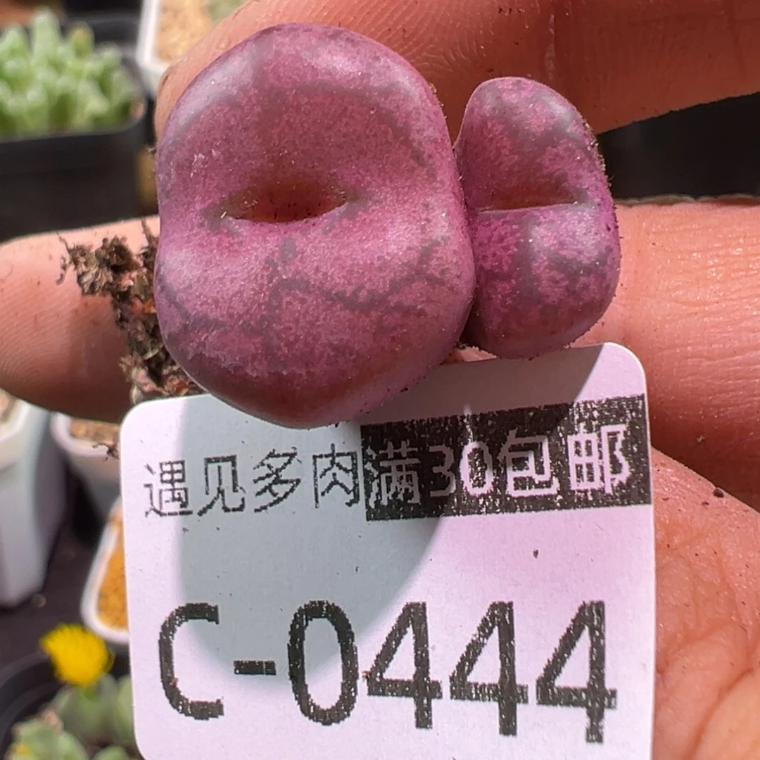 多肉植物1111111111111