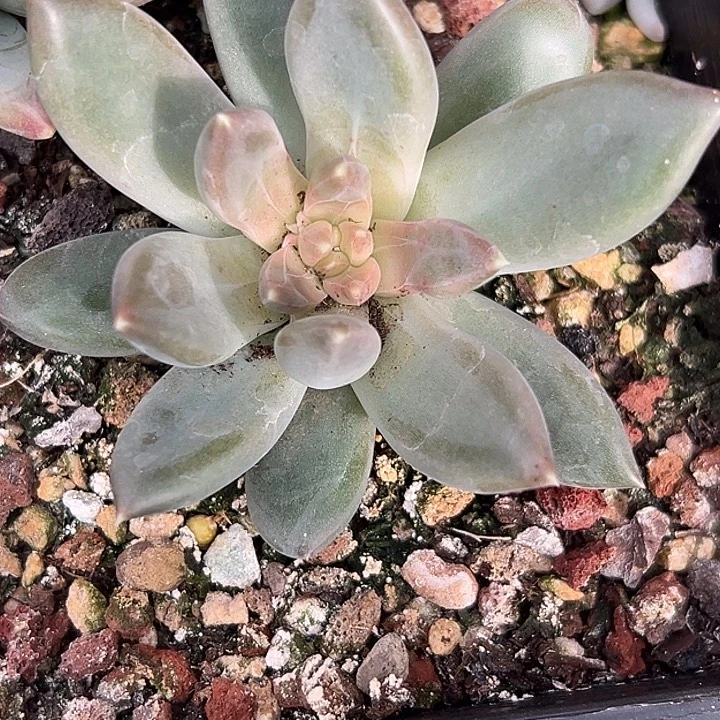 糖心美人特价多肉