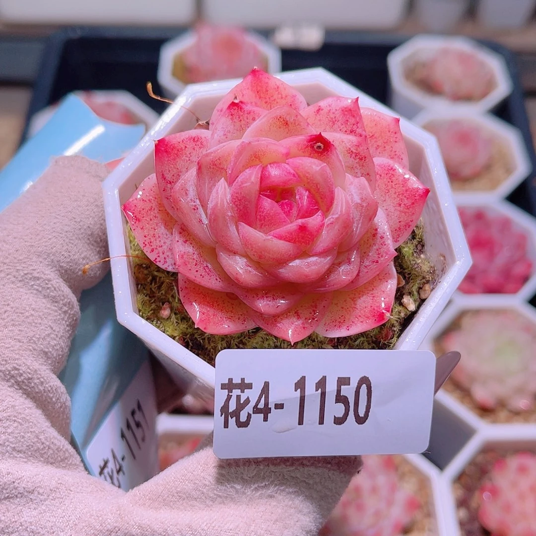 花利美4-1150精选糖心