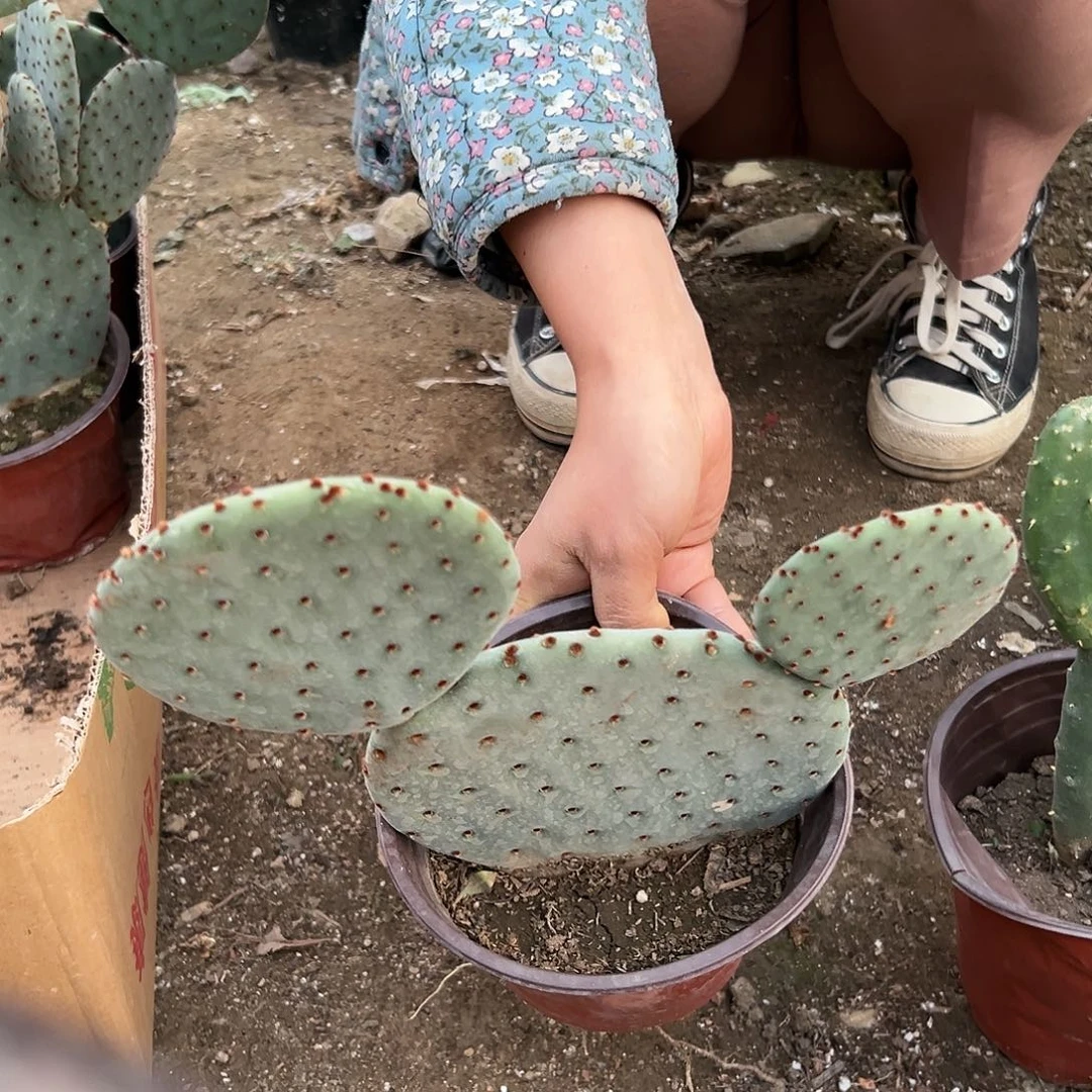 多肉植物红太谷群