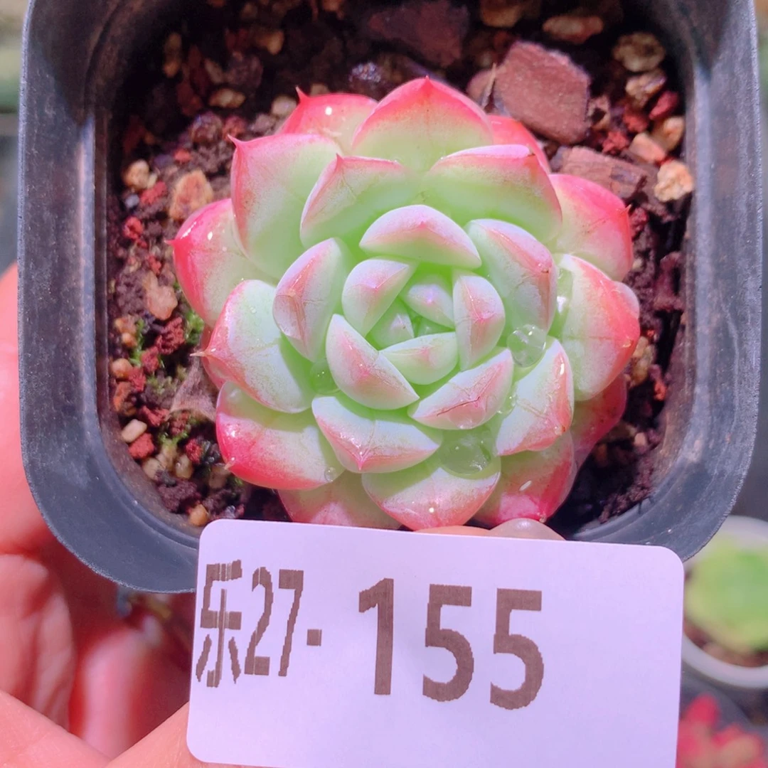 乐然27-155 白桃汽水