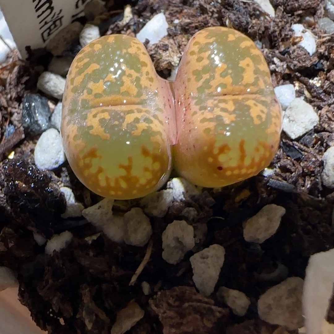 肉锥多肉植物百科-泡泡勋982