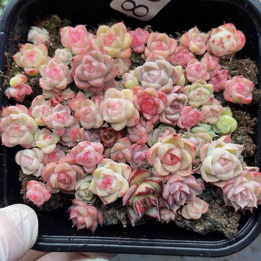 多肉植物多肉植物867