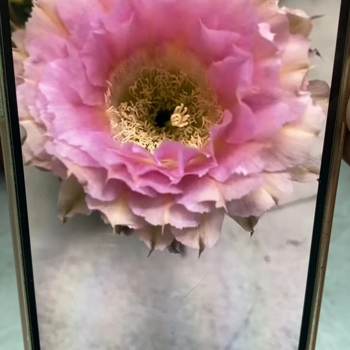 香香318带根6公分左右微瑕