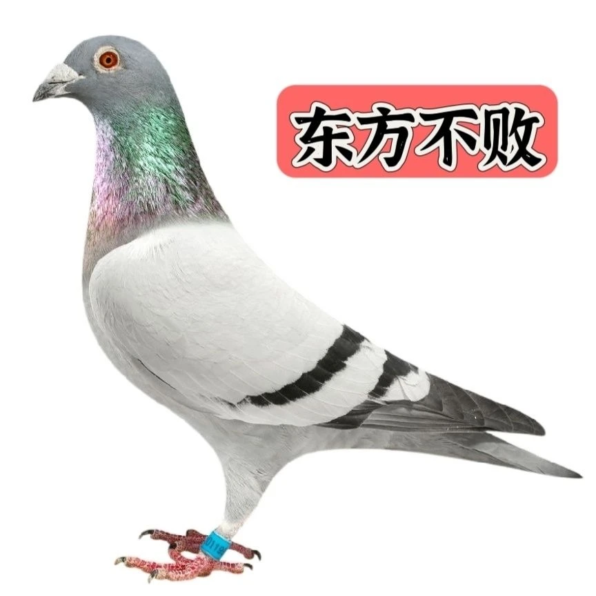 闰晴赛鸽下单链接